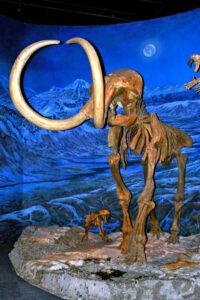 ROYAL TYRRELL MUSEUM IN KANADA 6 mammut knochen royal tyrrell museum dinosaurier kanada