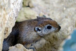 TIER- UND WILDPARKS 6 fette sandratte tiergarten nürnberg wüstenhaus