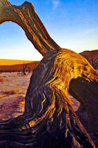 toter baum im sossusvlei namibia tipps infos