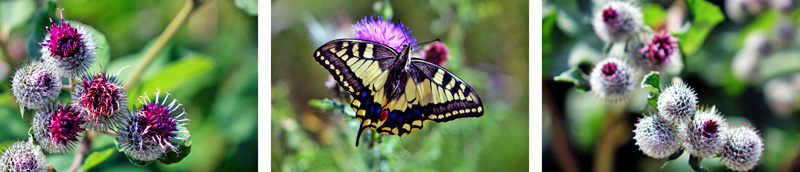 Kaisinger Tal - Wanderweg Nr. 5 (Landkreis Roth) 9 schwalbenschwanz disteln kaisinger tal altmühltal
