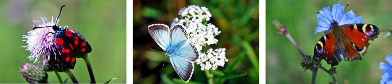 Kaisinger Tal - Wanderweg Nr. 5 (Landkreis Roth) 12 kaisinger tal wanderung altmühtal greding