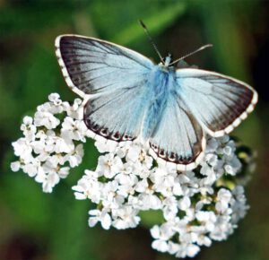 maria sibylla merian garten kaiserburg nürnberg