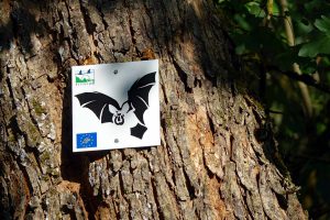 OBERPFÄLZER WALD 38 Seltene Fledermaus Hufeisennase Hufeisennasenfledermaus einzige Kolonie in Deutschland Hohenburg Oberpfalz Amberg Fledermausweg 1