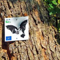 FLEDERMAUSHAUS HOHENBURG 33 fledermausweg hufeisennase hohenburg oberpfalz