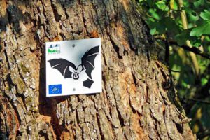 Wacholderwanderweg Teil 1 (Schmidmühlen - Hohenburg) 31 fledermausweg hufeisennase hohenburg oberpfalz