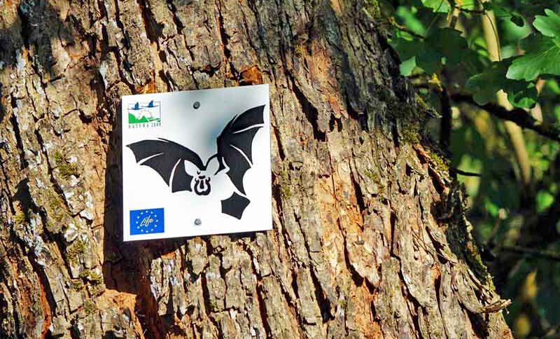 fledermausweg hufeisennase hohenburg oberpfalz