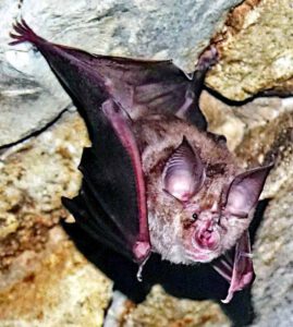 große hufeisennase fledermaus oberpfalz