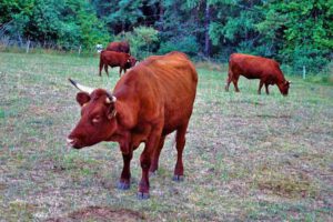 wacholderwanderweg rotvieh kühe lauterachtal oberpfalz