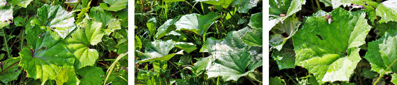 Kaisinger Tal - Wanderweg Nr. 5 (Landkreis Roth) 13 wandern im landkreis roth altmühltal greding kaisinger tal