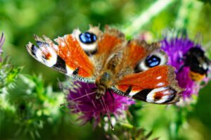 Kaisinger Tal - Wanderweg Nr. 5 (Landkreis Roth) 19 rundweg kaisinger tal lehrpfad schmetterling bayern