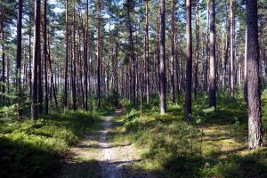 Für Mittelfranken typische Kiefernwälder auf dem Weinberg in Roth