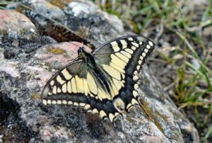 BURGRUINE LICHTENEGG (Oberpfalz) 10 schwalbenschwanz schmetterling burg lichtenegg zauberwald orchideenweg