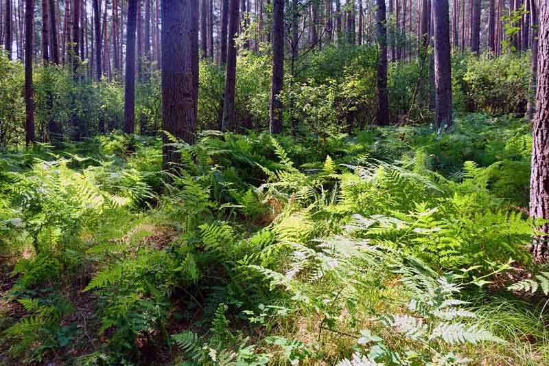 Weinberg-Rednitztal-Rundwanderung (Landkreis Roth) 4 weinberg-rednitztal weg wandern mittelfranken