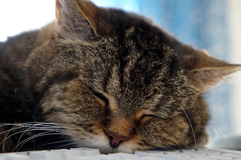 Anreise nach Schweden 7 anreise schweden haustiere bestimmungen