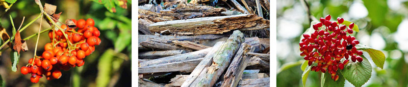 Wacholderwanderweg (Landkreis Amberg-Sulzbach) 23 wandern bayern oberpfalz wacholderwanderweg früchte