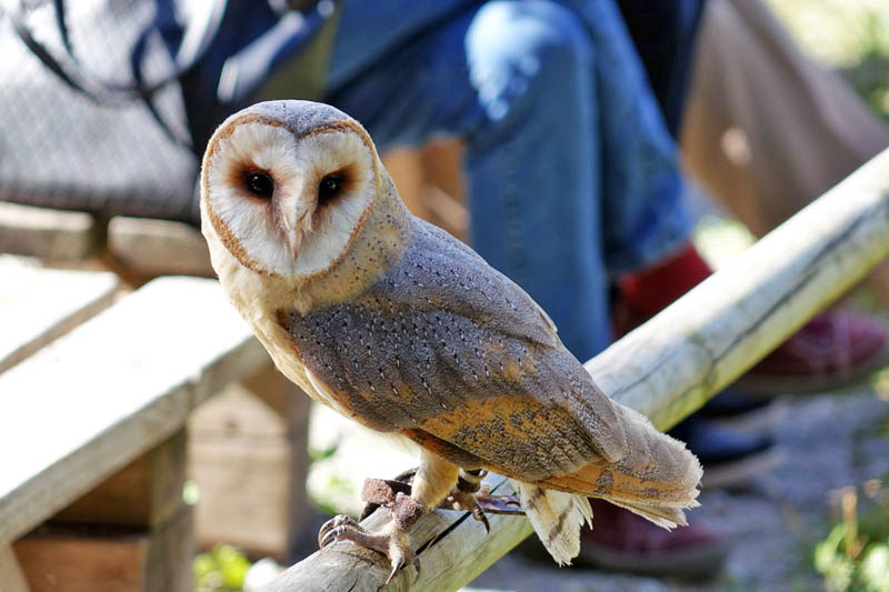 SCHLOSS SCHILLINGSFÜRST 7 falknerei jagdfalkenhof schloss schillingsfürst