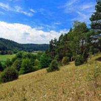 Wacholderwanderweg Teil 1 (Schmidmühlen - Hohenburg) 32 magerrasen wacholderheide oberpfalz wacholderwanderweg