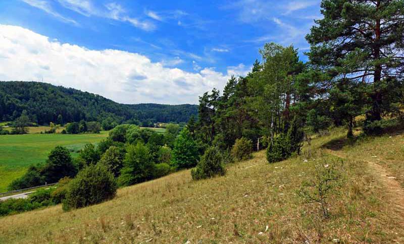 Wacholderwanderweg Teil 1 (Schmidmühlen - Hohenburg) 2 magerrasen wacholderheide oberpfalz wacholderwanderweg
