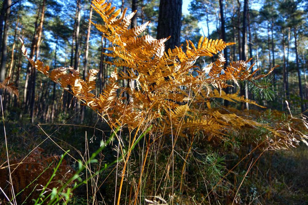 Goldgelber Farn im Herbst auf dem Rundweg Aurau bei Büchenbach im Landkreis Roth in Mittelfranken