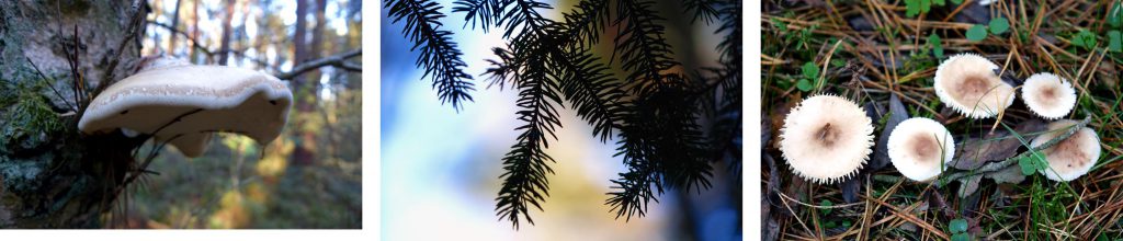Pilze auf abgestorbenen Bäumen und dem Waldboden auf dem Rundweg bei Aurau im Landkreis Roth in Mittelfranken