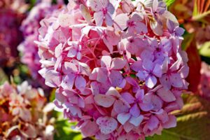 SCHLOSS FANTAISIE 15 hortensie park schloss fantaisie