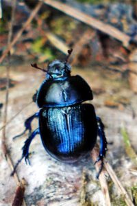 Laibstädter Geschichtsweg (Landkreis Roth) 14 mistkäfer laibstädter geschichtsweg fränkisches seenland wandern