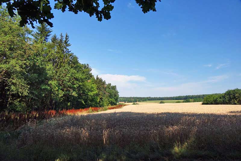 Wacholderwanderweg Teil 1 (Schmidmühlen - Hohenburg) 10 bayern wandern oberpfalz toskana naturpark hirschwald