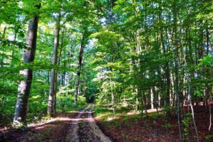 wälder in bayern laubwald wandern glück