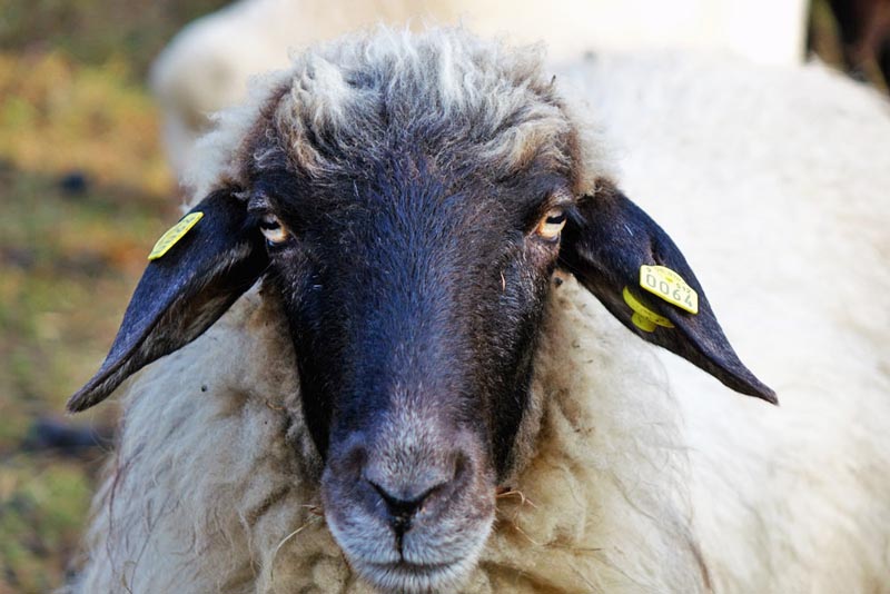 Laibstädter Geschichtsweg (Landkreis Roth) 8 laibstädter geschichtsweg altmühltal landkreis roth seenland schafe