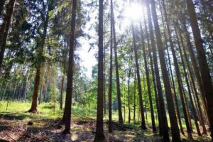 Wacholderwanderweg Teil 1 (Schmidmühlen - Hohenburg) 19 hirschwald lauterachtal wacholderwanderweg teil 1