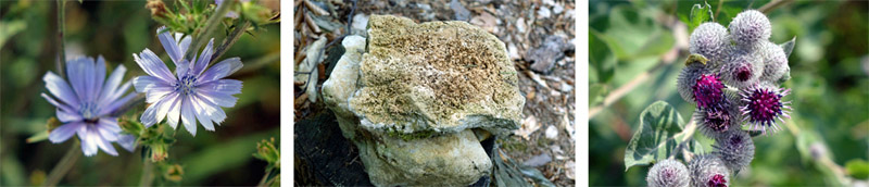 Wacholderwanderweg Teil 1 (Schmidmühlen - Hohenburg) 14 pflanzen magerrasen trockenrasen oberpfalz bayerische toskana