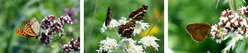 Wacholderwanderweg Teil 1 (Schmidmühlen - Hohenburg) 12 naturpark hirschwald oberpfalz wandern mühltal wacholderwanderweg
