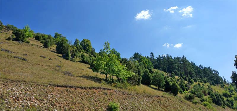 Wacholderwanderweg Teil 1 (Schmidmühlen - Hohenburg) 13 wacholderheide toskana oberpfalz wandern