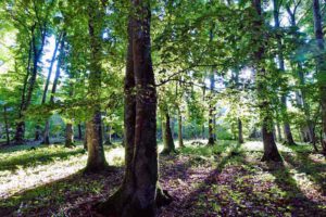 tipps für eine gelungene reise mit dem auto durch europa wald wälder