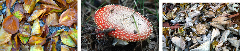 Laibstädter Geschichtsweg (Landkreis Roth) 3 herbst pilze mittelfranken wandern bayern