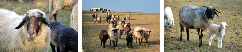 Laibstädter Geschichtsweg (Landkreis Roth) 11 schafherde am laibstädter geschichtsweg heideck altmühltal