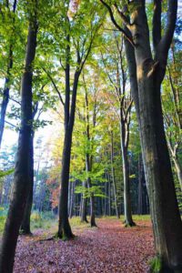 Laibstädter Geschichtsweg (Landkreis Roth) 5 buchenwald bei heideck wandern altmühltal fränkisches seenland