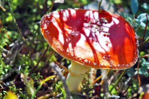 MIT KINDERN IN DEN WALD 3 giftige pilze kinder wald ausflug wandern