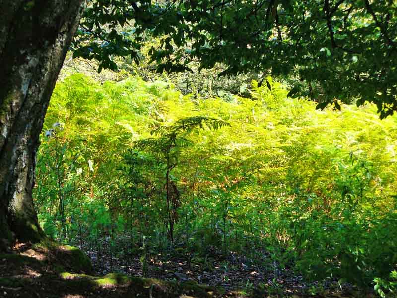 MIT KINDERN IN DEN WALD 4 mit kindern in den wald abenteuer kind familie