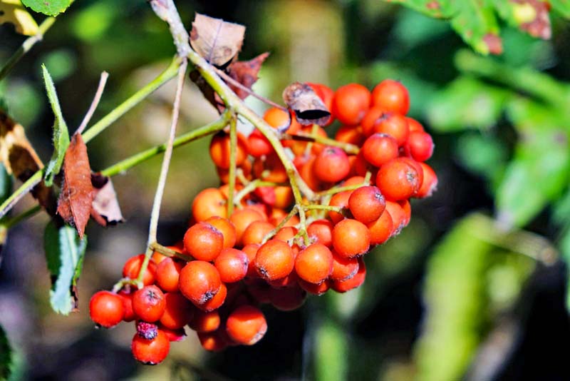 MIT KINDERN IN DEN WALD 10 früchte im wald kinder spiel spaß giftige beeren pilze
