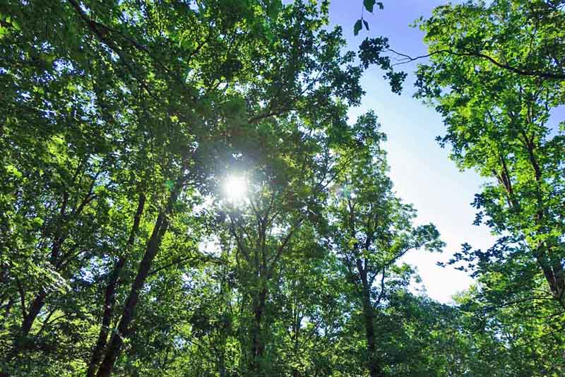 MIT KINDERN IN DEN WALD 8 mit kindern in den wald tipps infos