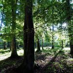 tipps für eine gelungene reise mit dem auto durch europa wald wälder