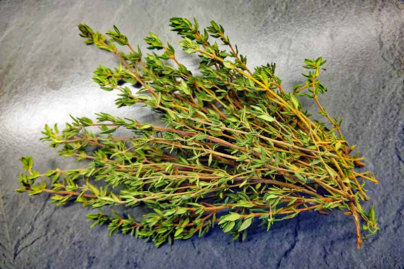 KRÄUTERBUTTER SELBER MACHEN - unsere liebsten Rezepte 5 thymian kräuterbutter rezept lecker