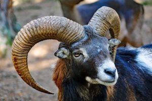 widder mufflon wildgehege hufeisen fränkische schweiz