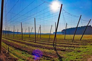 hopfen rankgerüst spalter hopfenland georgensgmünd wandern