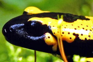 Salamanderweg Eckersdorf (Oberfranken) 8 salamander schlucht klamm oberfranken