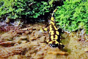 Salamanderweg Eckersdorf (Oberfranken) 9 salamander schlucht wandern weg fränkische schweiz