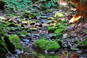 Auf dem Geo-Pfad von Plankenfels zum Plankenstein (Landkreis Bayreuth) 25 salamanderschlucht eckersdorf schloss fantaisie bayreuth