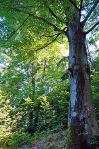alte buchen wacholderwanderweg kastl