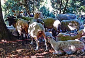 schafe auf dem wacholderwanderweg oberpfalz